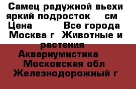 Самец радужной вьехи яркий подросток 15 см › Цена ­ 350 - Все города, Москва г. Животные и растения » Аквариумистика   . Московская обл.,Железнодорожный г.